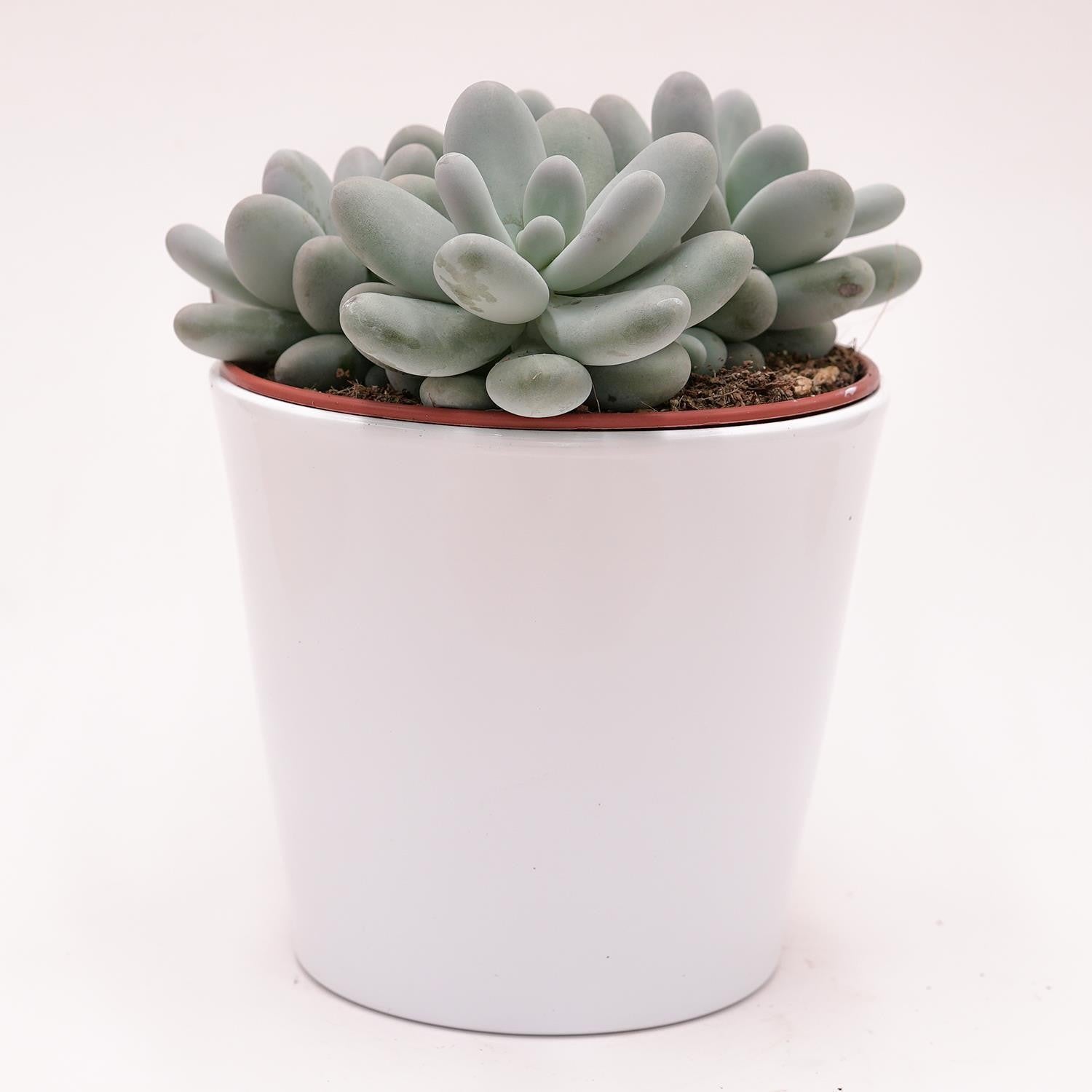 pasiora-pachyphytum-oviferum-sukkulente-im-15cm-topf image 3