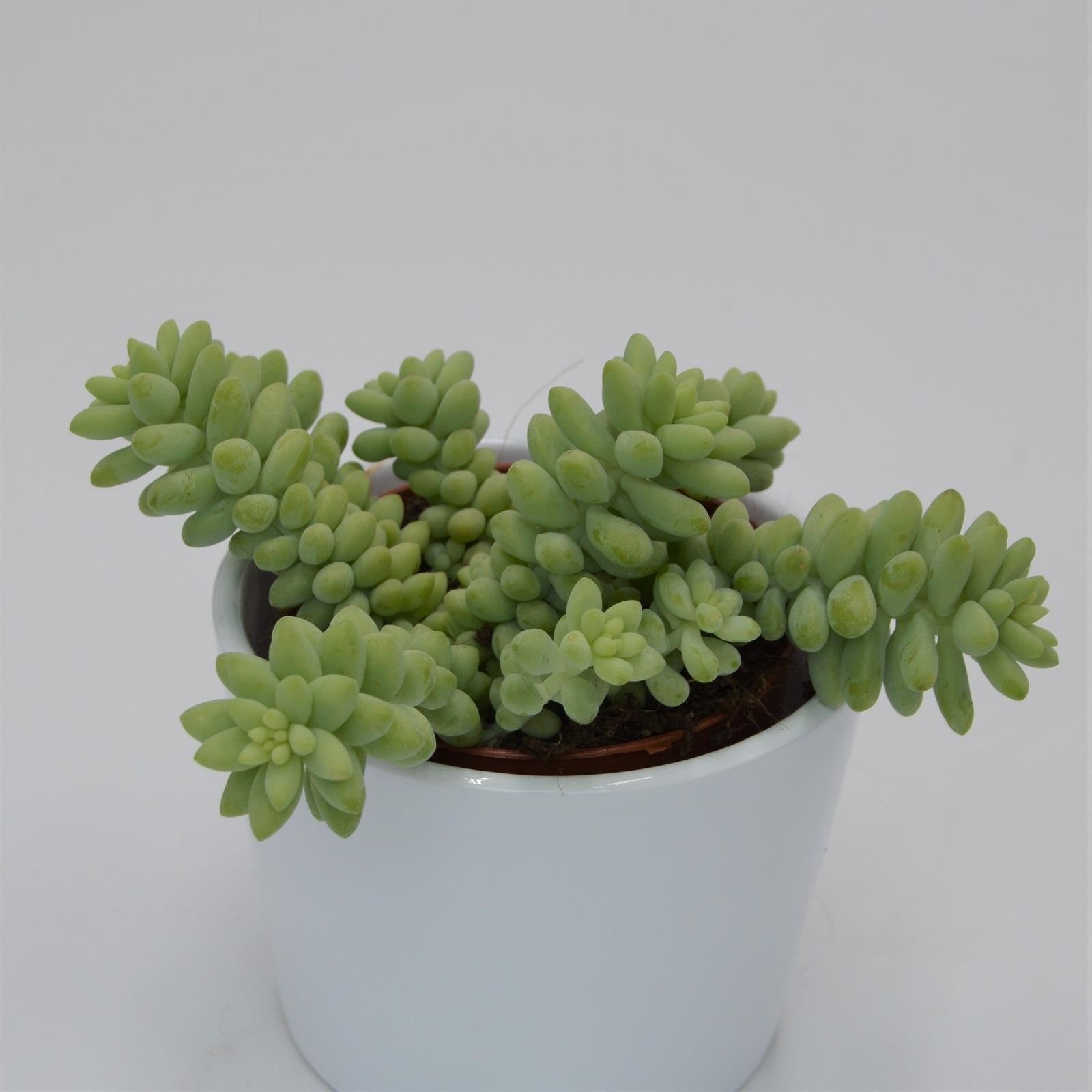 pasiora-sedum-burrito-h-ngende-sukkulente-8-5cm image 3