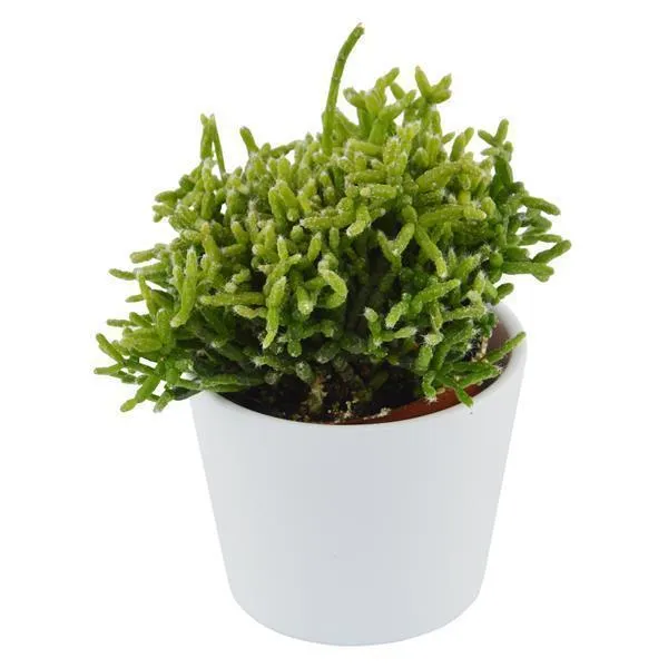 pasiora-rhipsalis-cereuscula-korallenkaktus-im-6cm-topf image 1