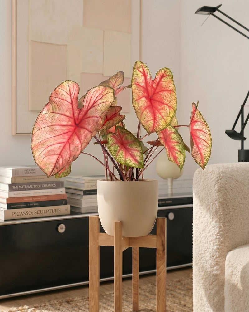 feey-caladium-party-punch-buntwurz-pink image 2