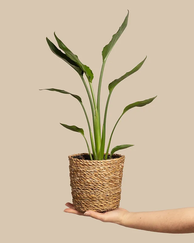 feey-strelitzia-reginae-paradiesvogelblume-mittel image 1