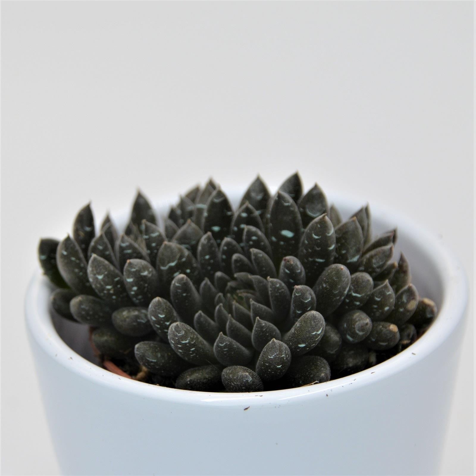 pasiora-sinocrassula-yunnanensis-sukkulente-5-5-cm-topf image 3