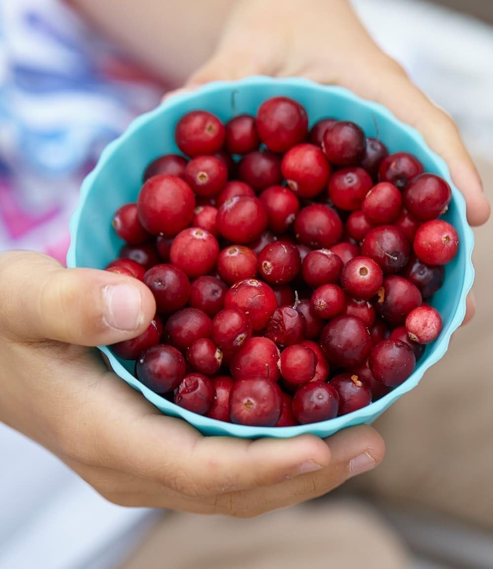 baldur-garten-cranberry-beere-moosbeere-3x-im-9x9-cm-topf image 2