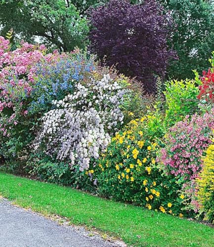 baldur-garten-sommer-hecken-kollektion-5er-set-13-cm-topf image 2