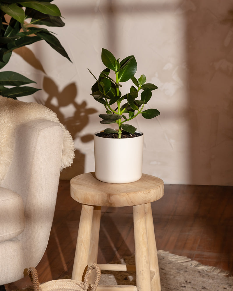 feey-kunststoff-topf-lumi-16-cm image 8