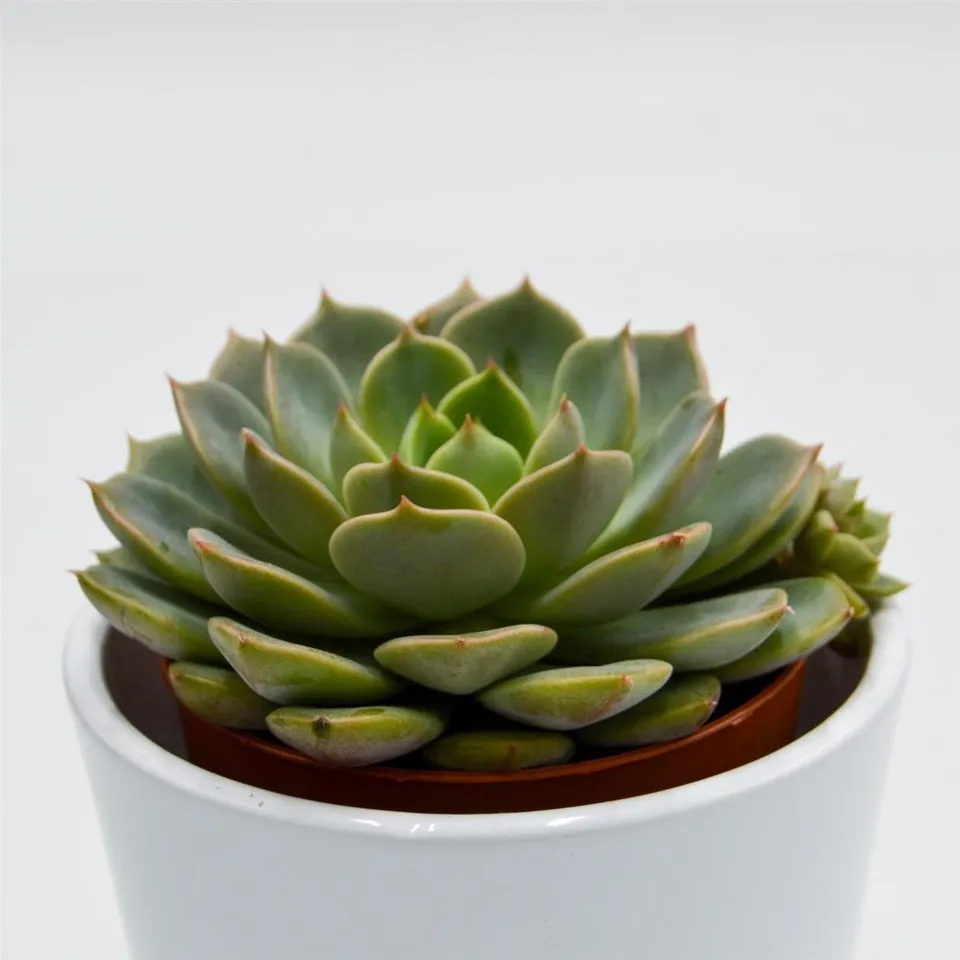 pasiora-echeveria-elfstone-echeverie-8-5-cm image 1