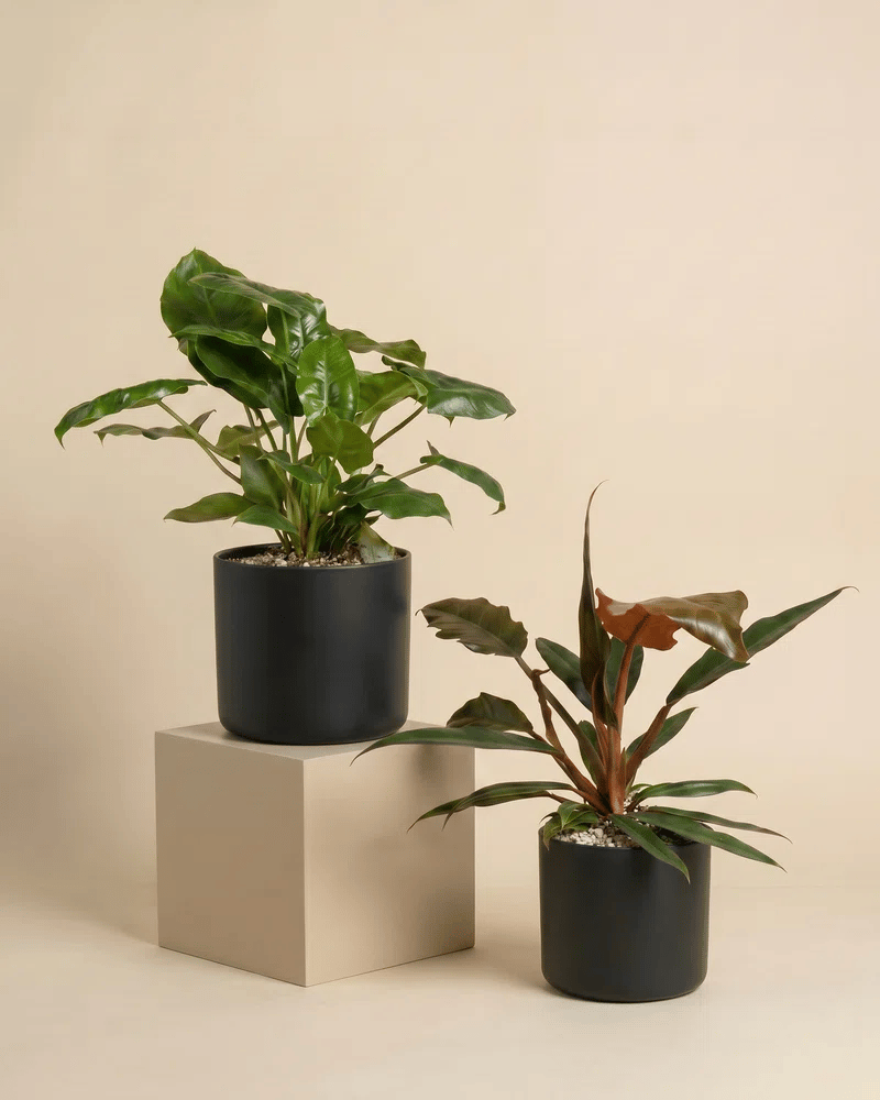 feey-philodendron-power-duo-pluto-burle-marx-zimmerpflanzen-set image 5