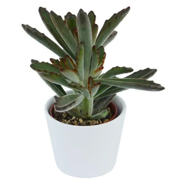pasiora-kalanchoe-tomentosa-rubra-sukkulente-6cm-topf image 1