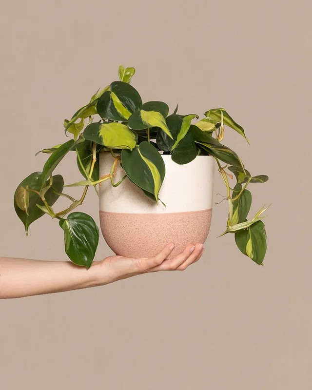feey-philodendron-scandens-brasil-h-ngepflanze-baumfreund image 1