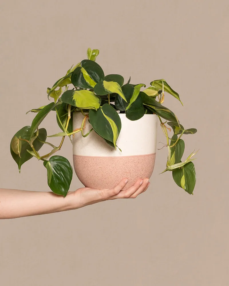 feey-philodendron-scandens-brasil-h-ngepflanze-baumfreund image 1