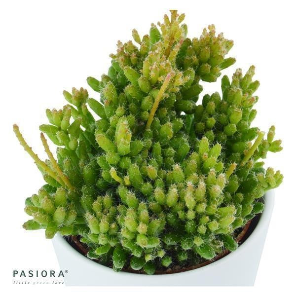pasiora-rhipsalis-mesembryanthemoides-korallenkaktus-6-cm image 1