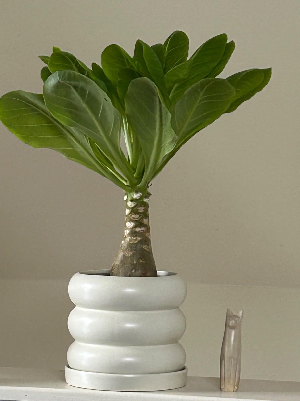 Toller Ersatz für echte Palme