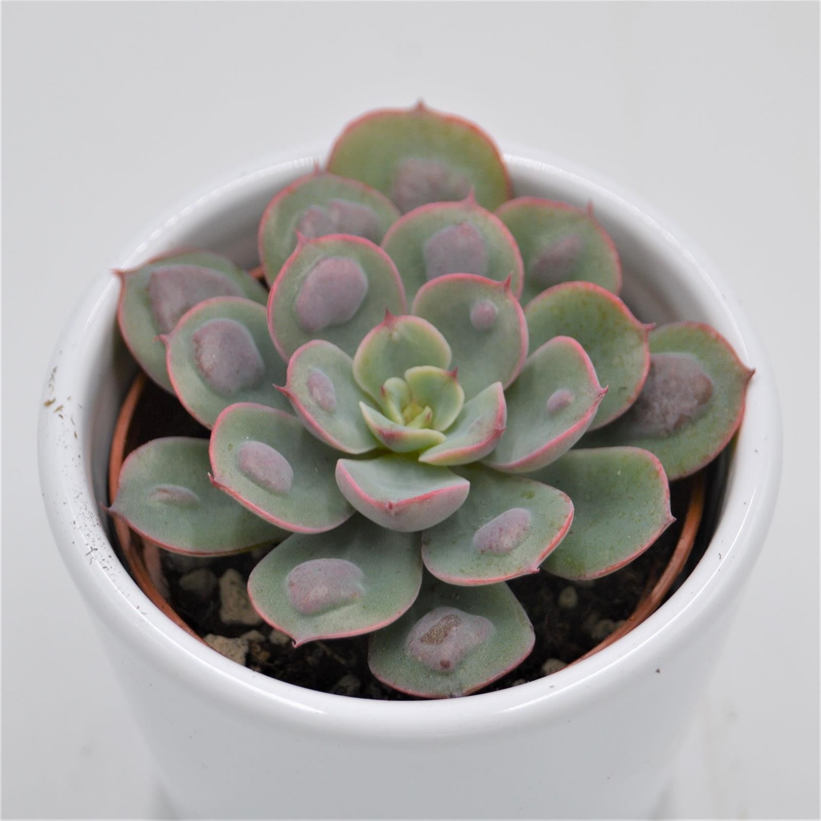pasiora-echeveria-raindrop-tropfen-echeverie-6cm image 1