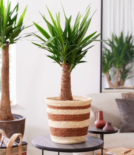 baldur-garten-yucca-palme-maya-14-cm-topf-ca-60-cm-hoch image 2