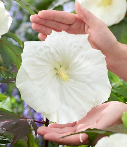 baldur-garten-hibiskus-carousel-ghost-strauch-pflanze-im-9x9-cm-topf image 4