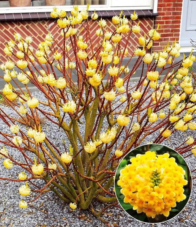 baldur-garten-edgeworthia-grandiflora-papierpflanze-13-cm-topf image 1