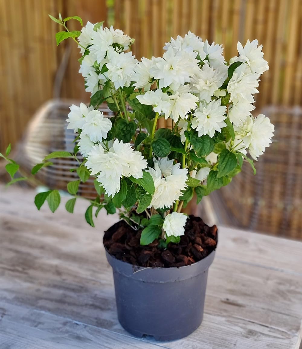 baldur-garten-duftender-gartenjasmin-pearls-of-perfume-im-9x9-cm-topf image 4