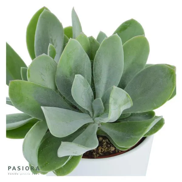 pasiora-senecio-cephalophorus-sukkulente-6cm image 1