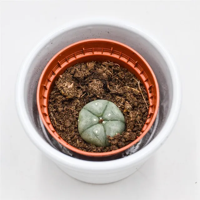 pasiora-lophophora-williamsii-kaktus-5-5-cm image 1