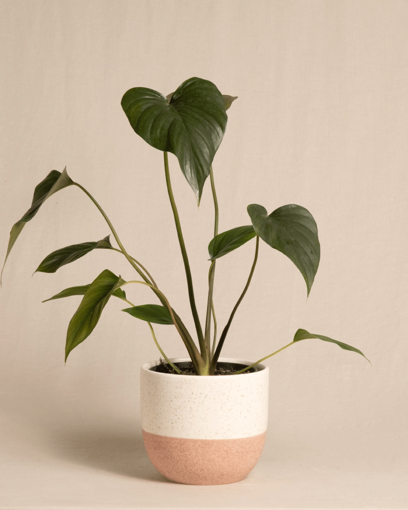 feey-homalomena-rubescens-black-zimmerpflanze-im-topf image 5