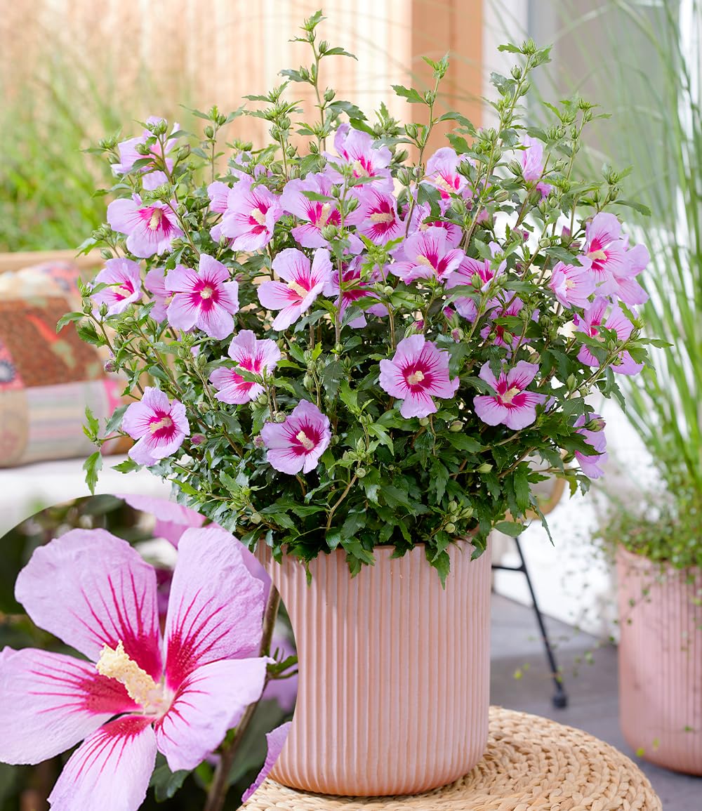 baldur-garten-zwerg-hibiskus-little-legends-pink-zierstrauch-im-9x9-cm-topf image 1