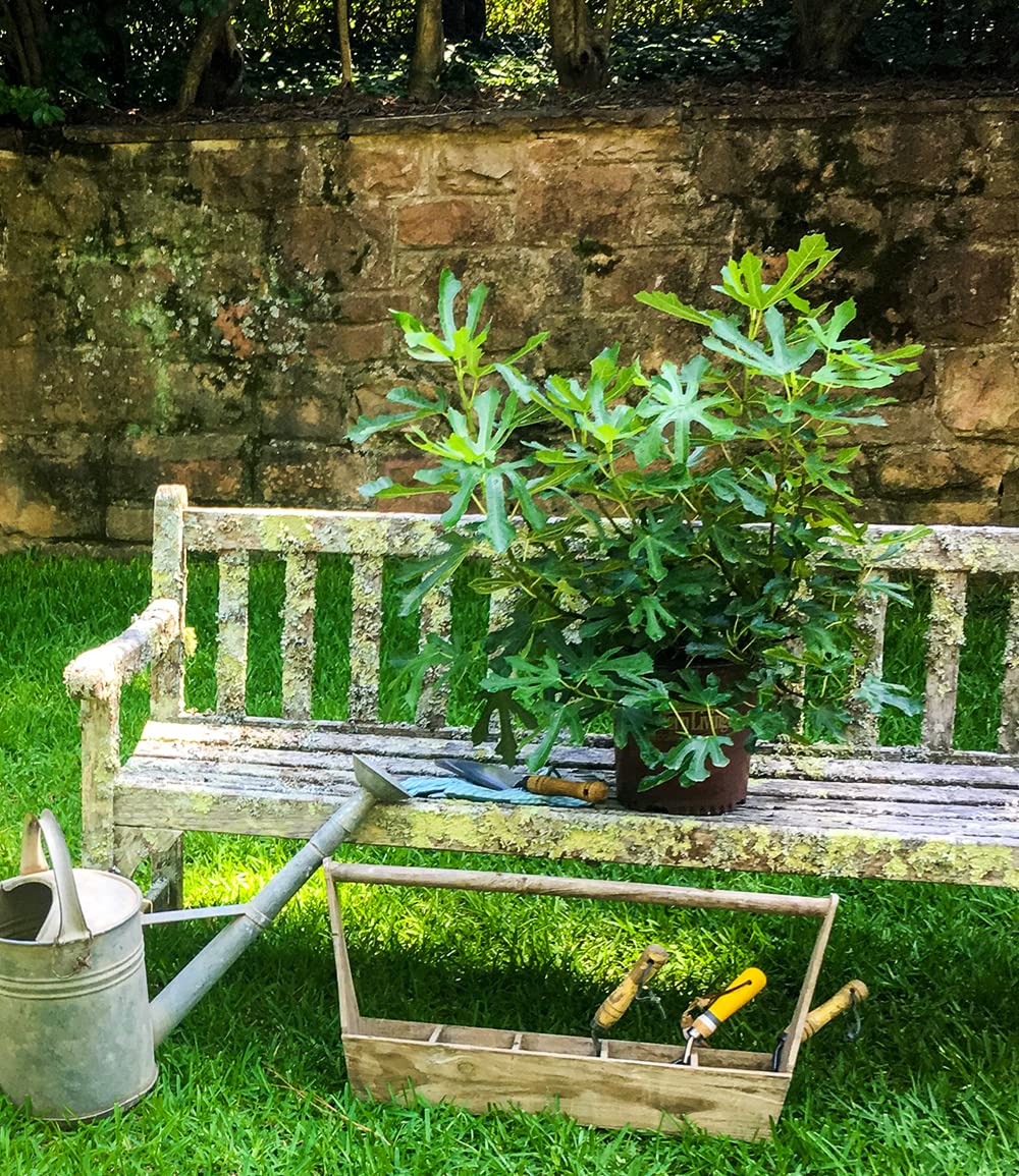 baldur-garten-mini-feigenbaum-little-miss-figgy-zwergfeige image 6