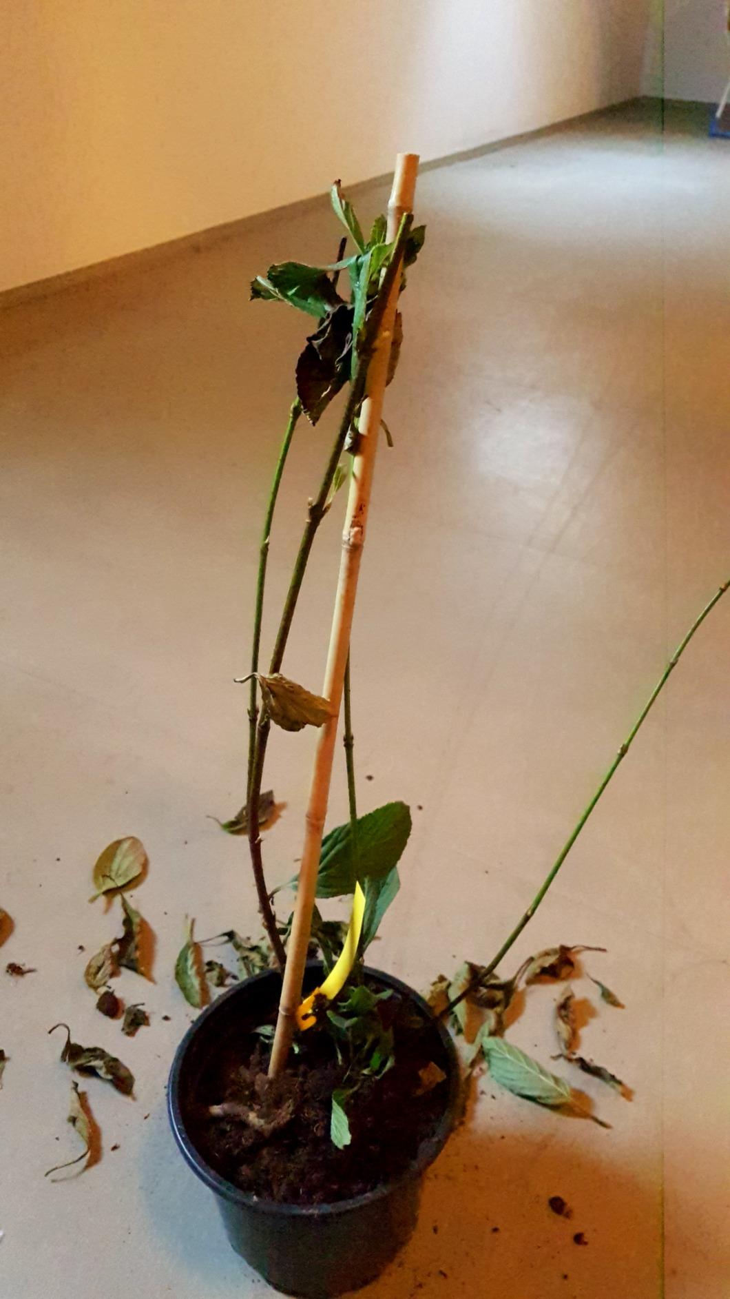 Erst spärliche Blüte
