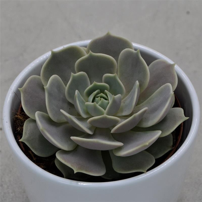 pasiora-echeveria-lola-rosette-10-5cm-gr-n-lila image 1