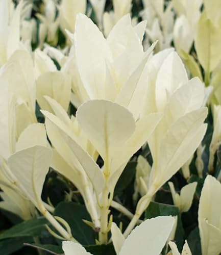 baldur-garten-euonymus-himalaya-2-liter-topf image 6