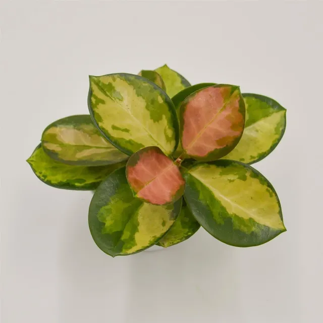 pasiora-hoya-australis-lisa-wachsblume-6cm-topf image 1