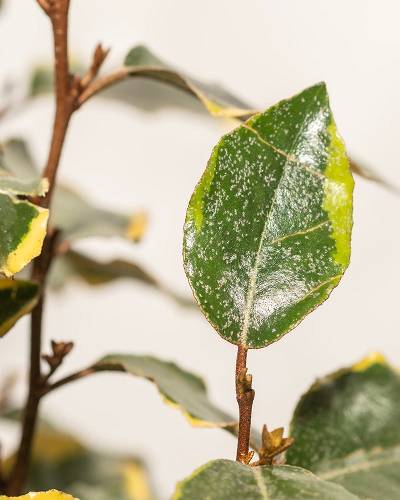 feey-buntbl-ttrige-lweide-elaeagnus-x-ebbingei-viveleg-1-2-m image 7