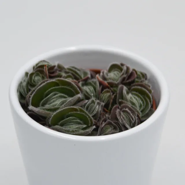 pasiora-crassula-tomentosa-var-glabrifolia-sukkulente-6cm-topf image 1