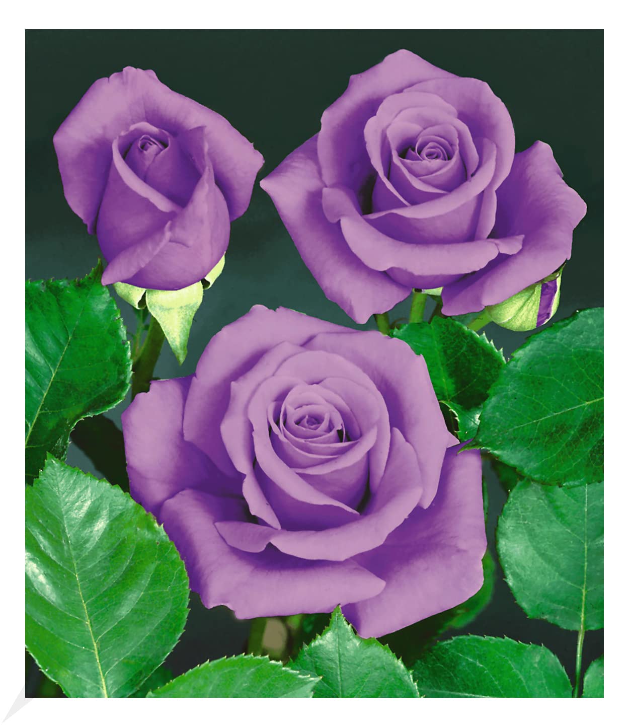 baldur-garten-rose-blue-saphir-beetrose-wurzelballiert image 1