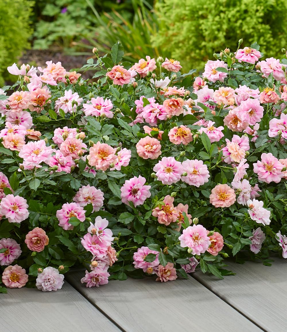 baldur-garten-rose-amirose-zwergrose-im-14-cm-topf image 1