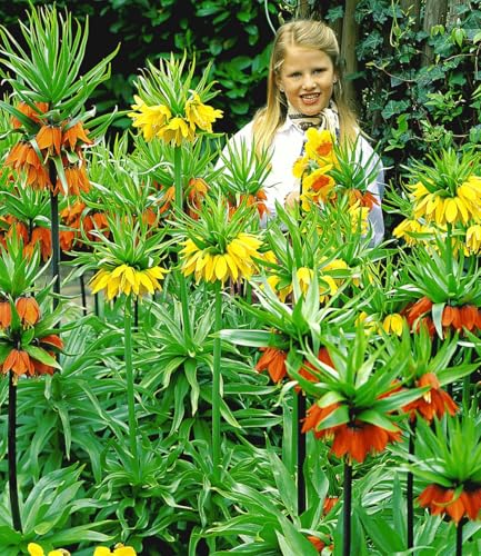 baldur-garten-kaiserkronen-kollektion-3er-blumenzwiebeln-18-cm-2x-orange-1x-gelb image 5