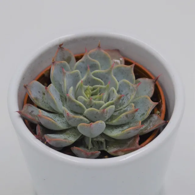 pasiora-echeveria-halbingeri-rosette-6cm-topf image 1
