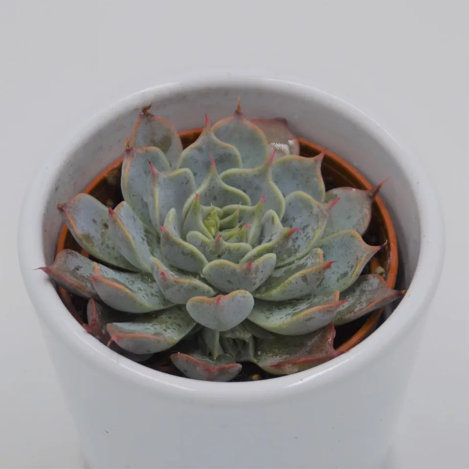 pasiora-echeveria-halbingeri-rosette-6cm-topf image 1