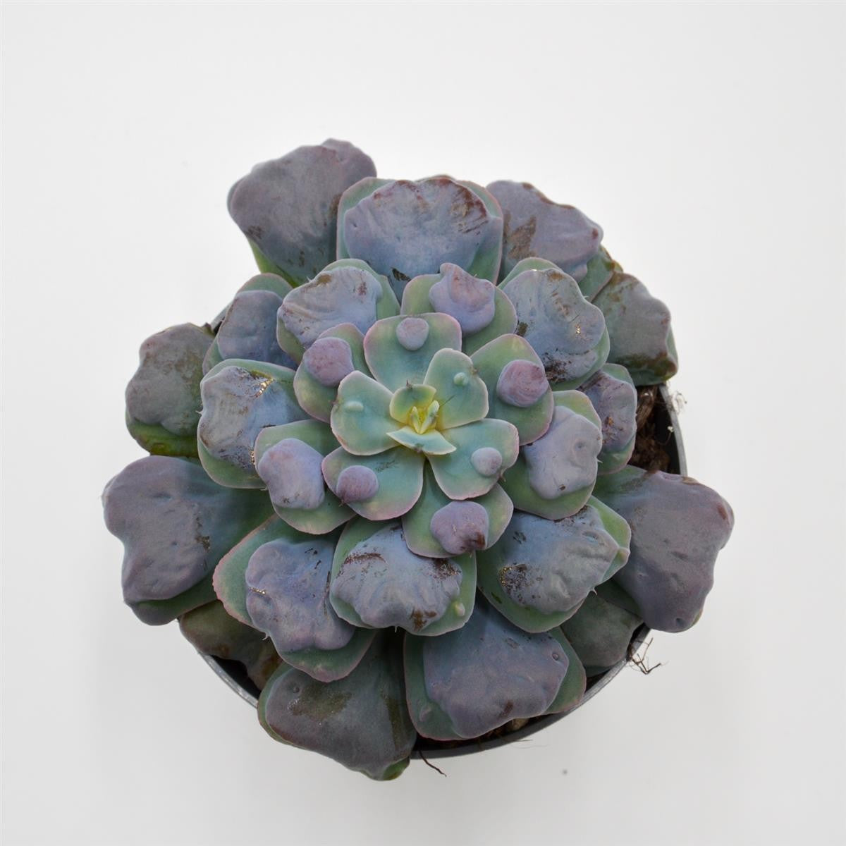 pasiora-echeveria-hearts-delight-echeverie-13cm image 2
