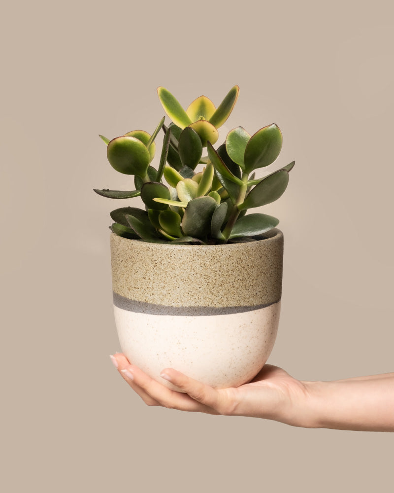 feey-geldbaum-panaschiert-crassula-ovata-topf-14 image 1