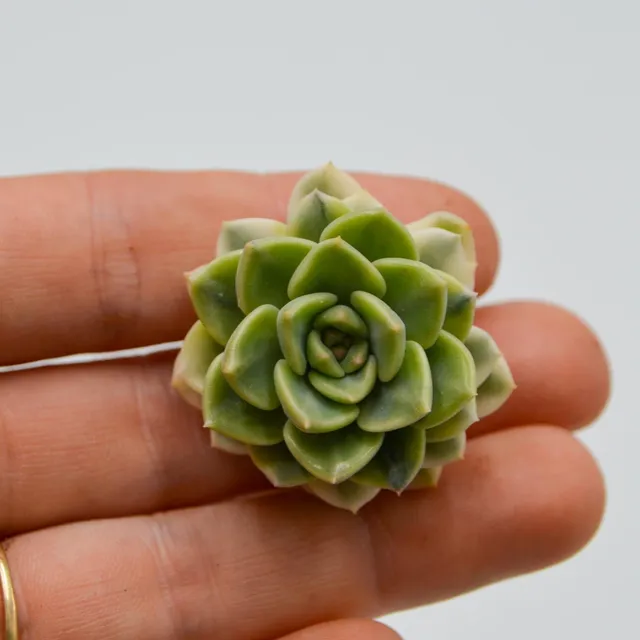 pasiora-echeveria-tinkerbell-f-variegata-steckling image 1