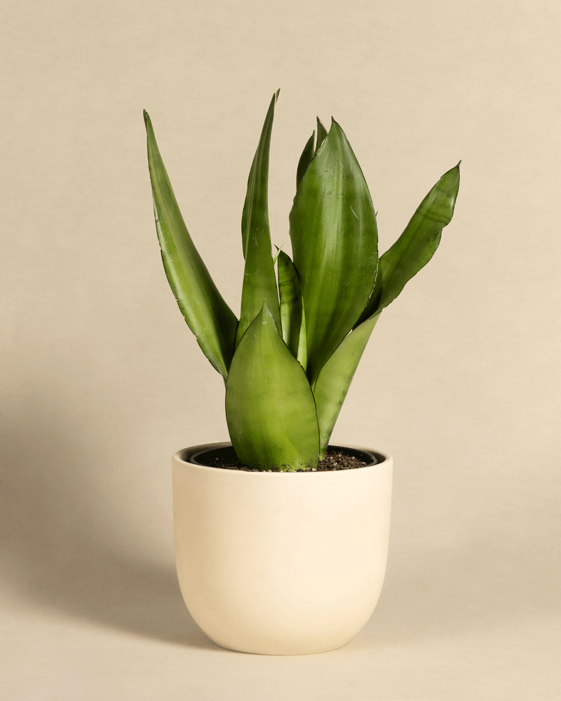 feey-sansevieria-trifasciata-moonshine-bogenhanf-mittel image 6