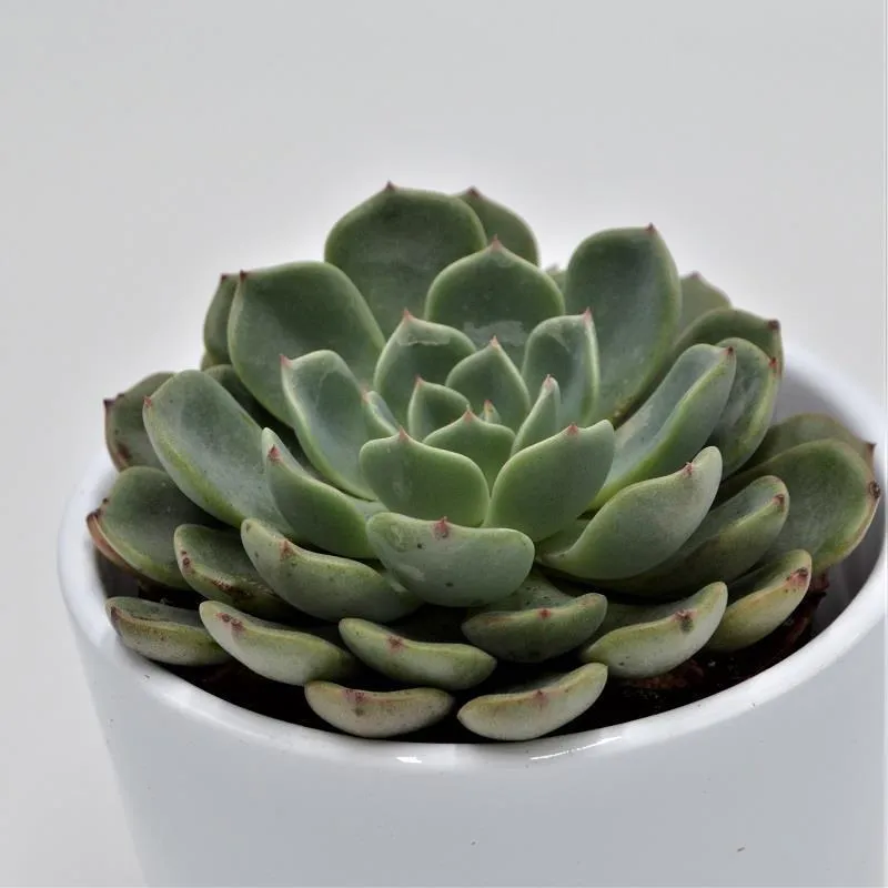 pasiora-echeveria-blue-minima-sukkulente-8-5cm-topf image 1