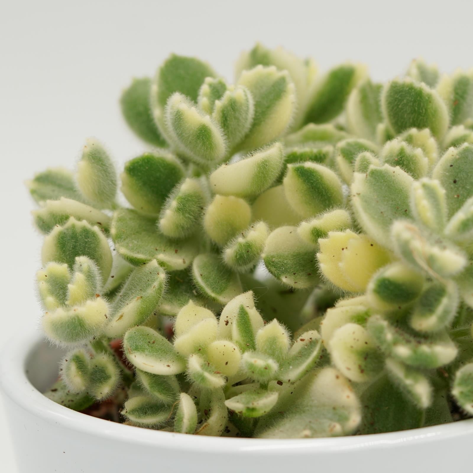 pasiora-cotyledon-tomentosa-variegata-8-5cm image 4
