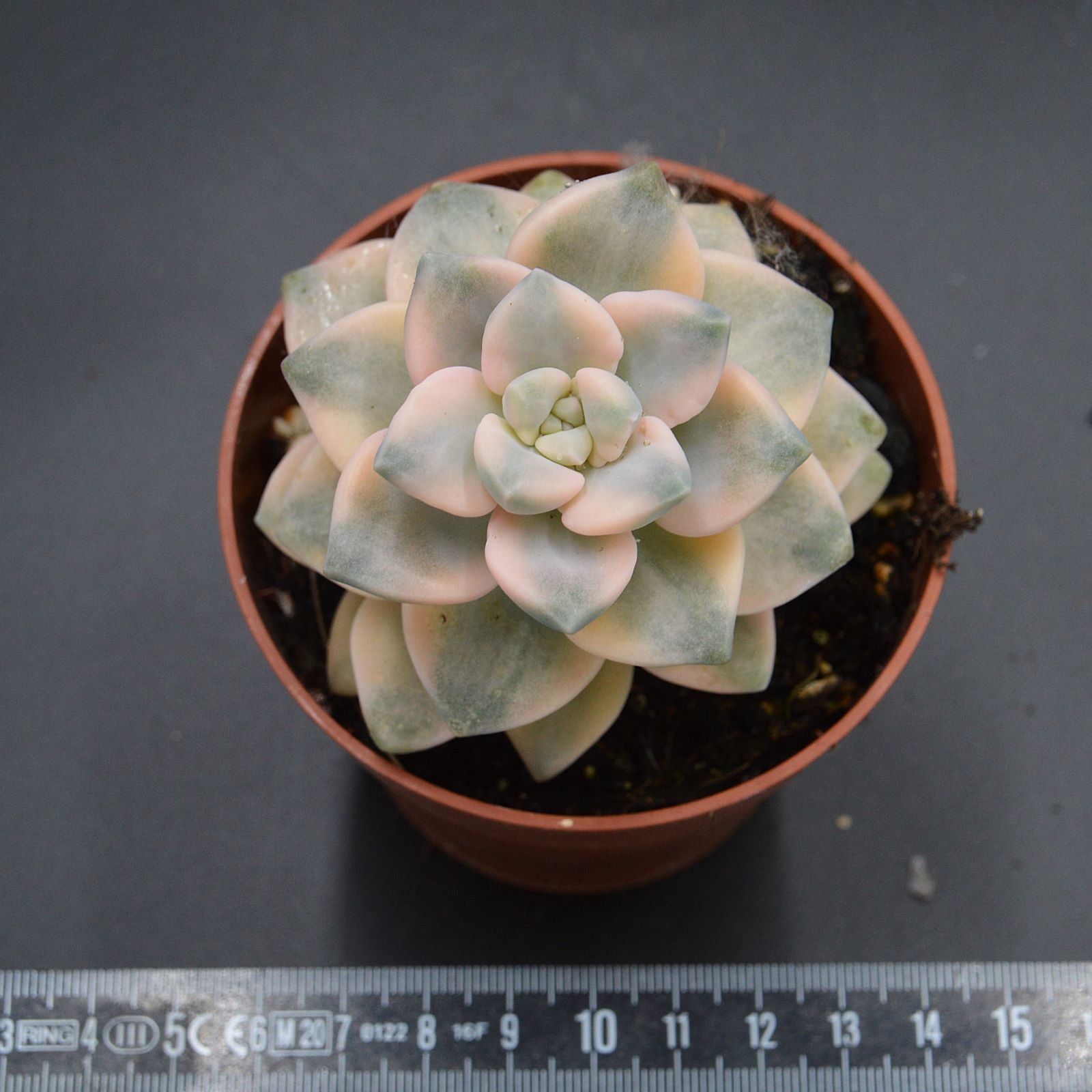 pasiora-graptoveria-titubans-f-variegata-rarit-t-einzelst-ck image 2