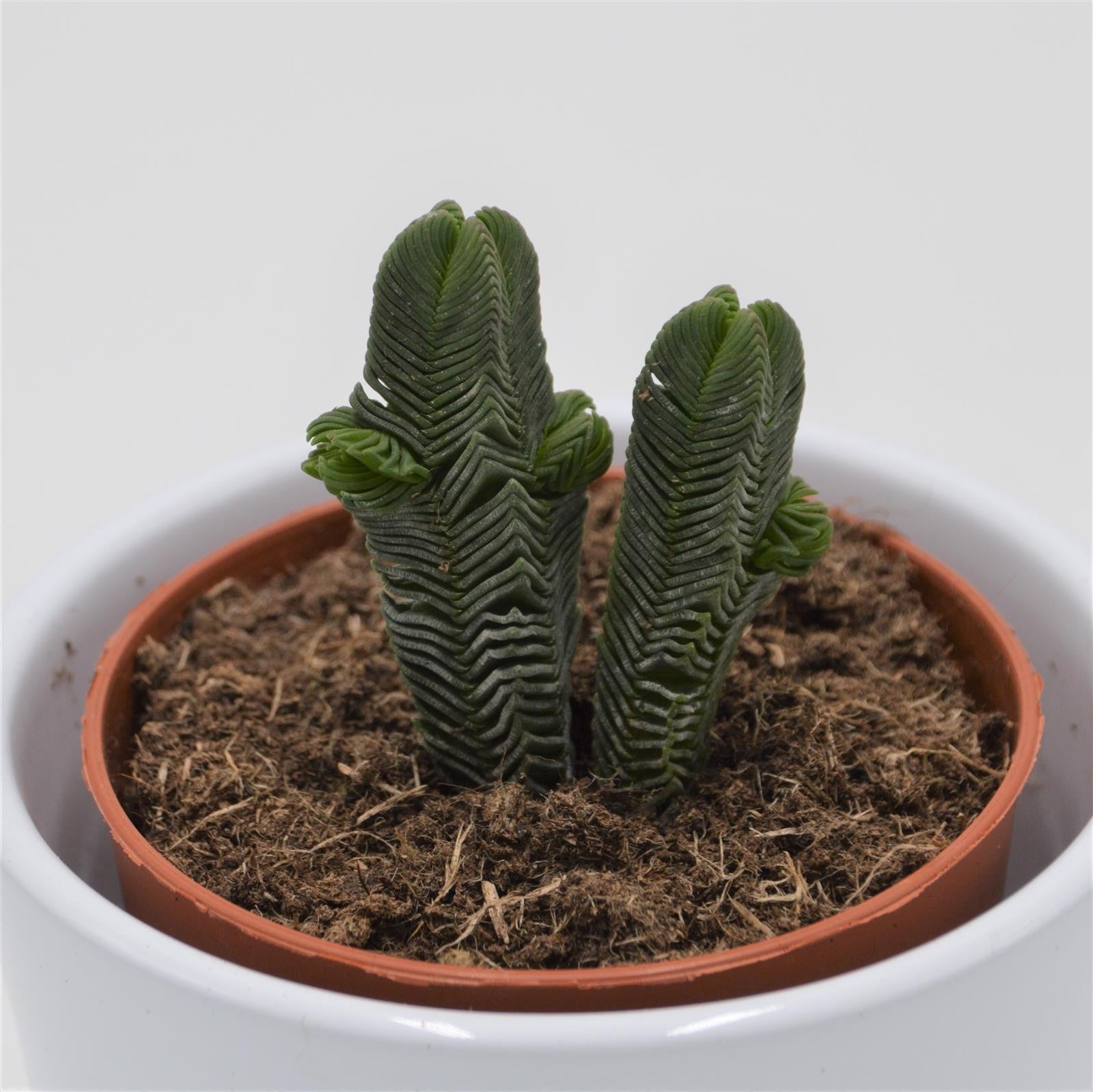 pasiora-crassula-pyramidalis-sukkulente-8-5cm image 2