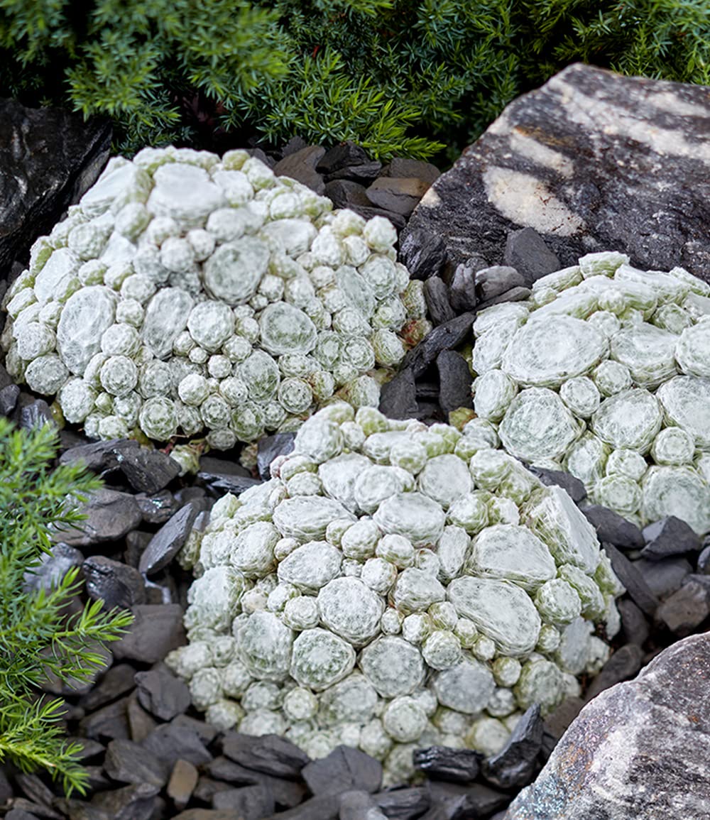 baldur-garten-sempervivum-arctic-white-coral-red-2er-set-stauden image 5