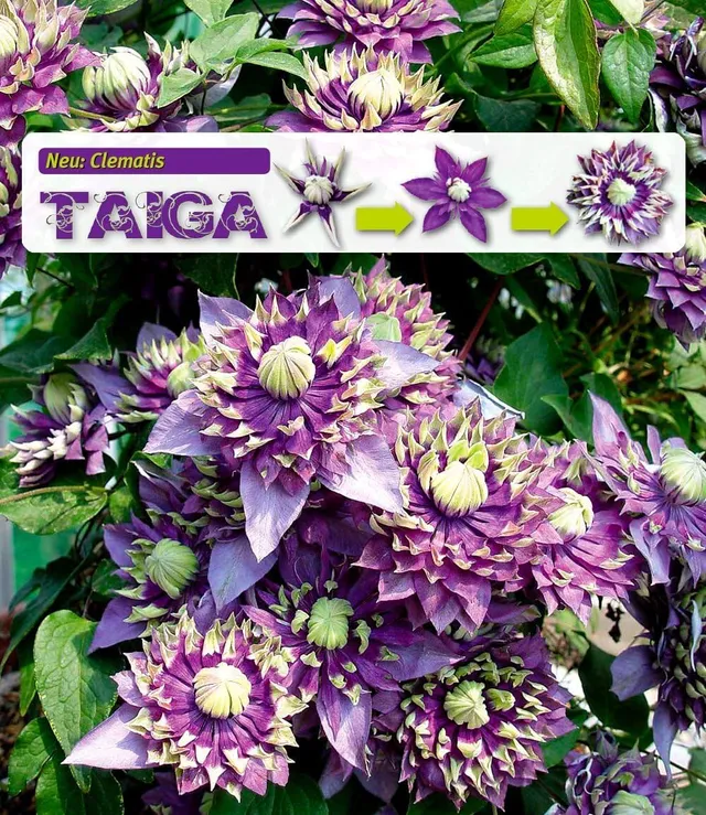baldur-garten-2x-clematis-taiga-rarit-t-kletterpflanze-im-11-cm-topf image 1