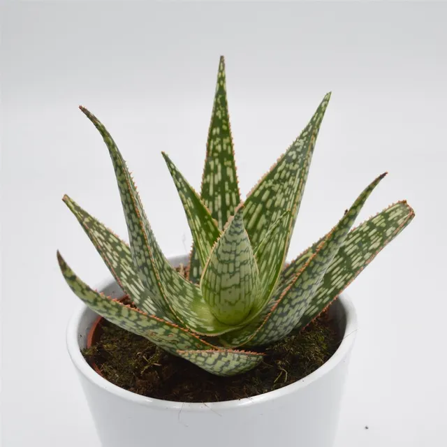 pasiora-aloe-carola-10-5cm-sukkulente image 1