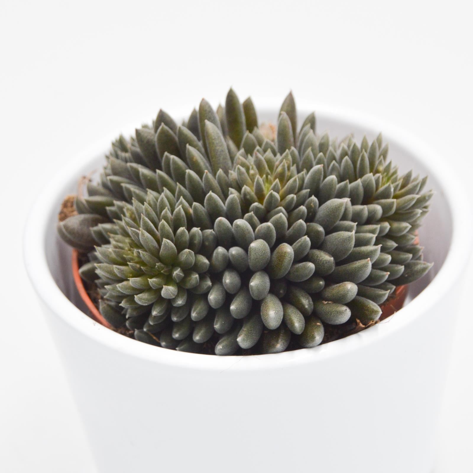 pasiora-sinocrassula-yunnanensis-sukkulente-8-5cm image 2