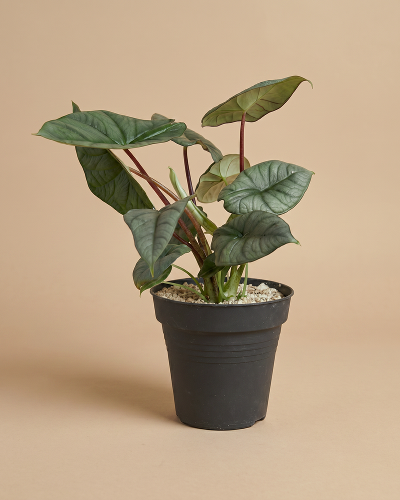 feey-alocasia-silver-nebula-rarit-t-hydro-zimmerpflanze-klein image 3